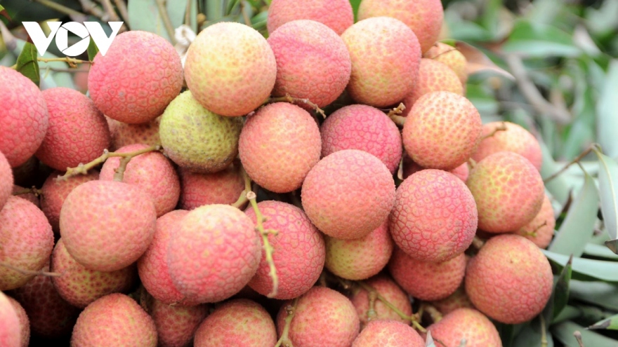 Hai Duong ships Thanh Ha lychees to Japan